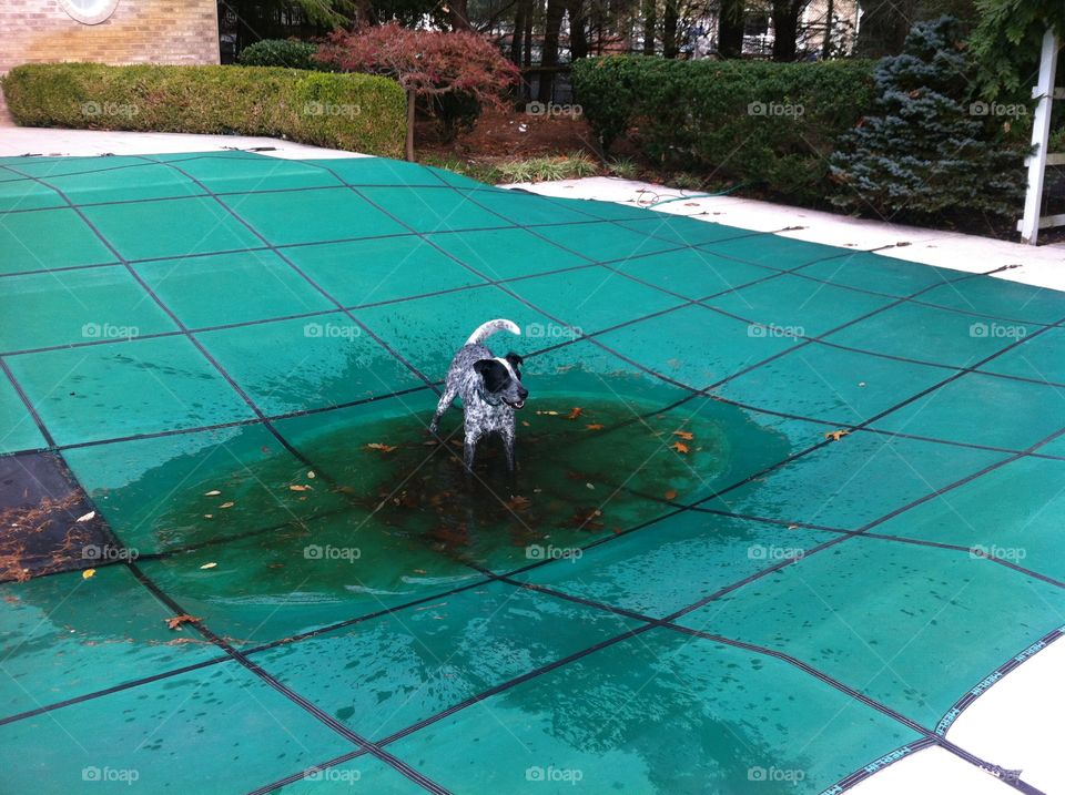 Dog playing on pool cover 