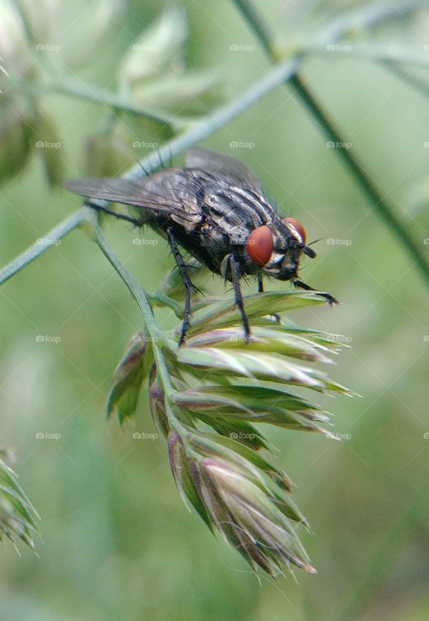 Fliege natur draußen outdoor Gras Insekt