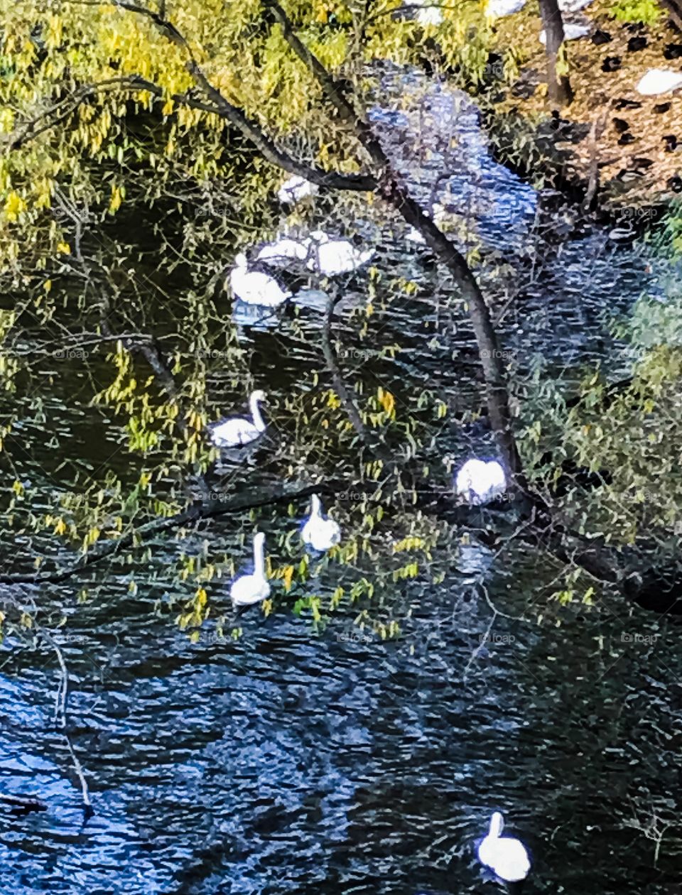 Swans in water