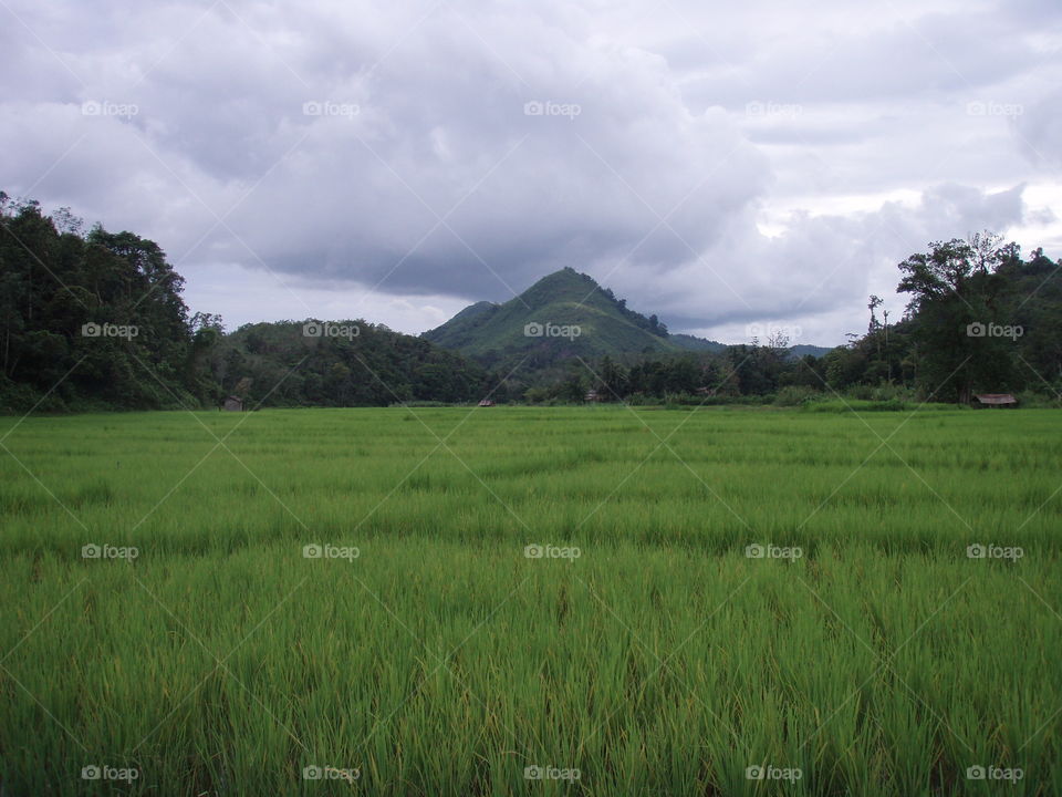 Rice fields