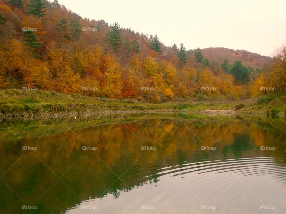 Forest reflecting in the water