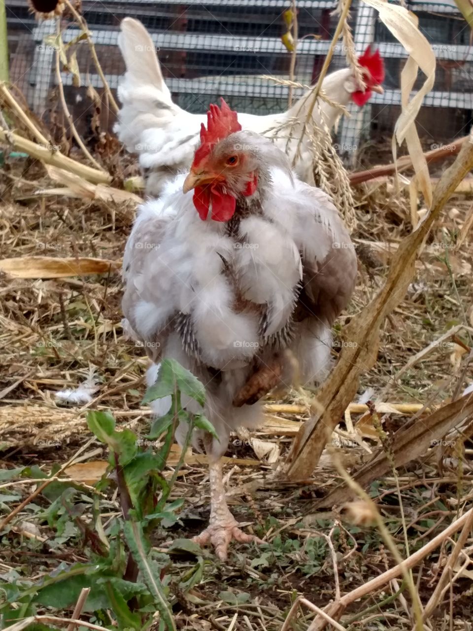 Chicken Hen Molting Losing Feathers