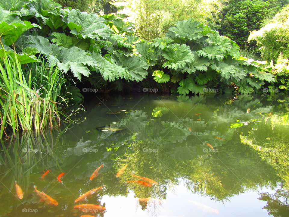 Koi Pond