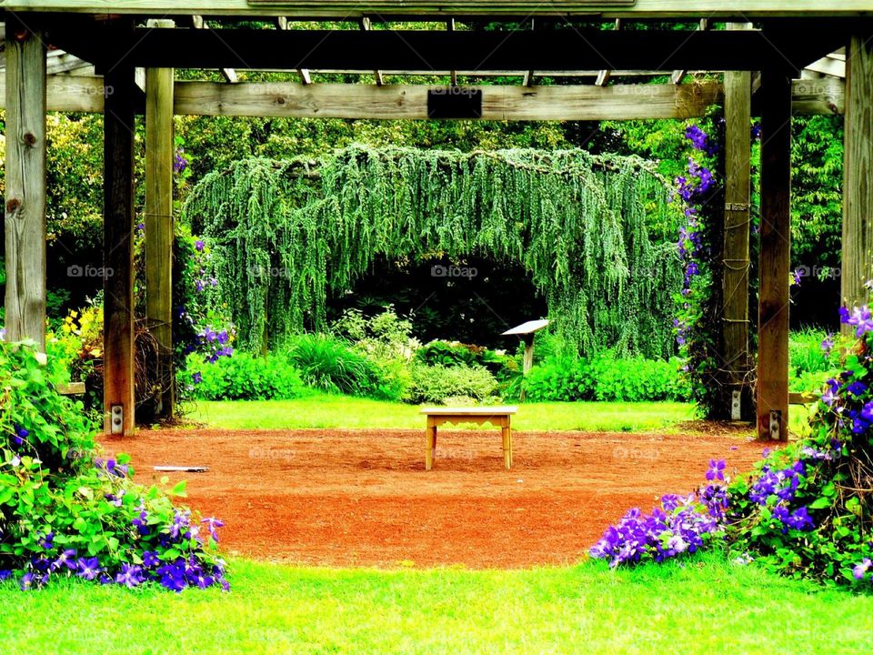 Single seating. An empty bench in Elizabeth Park surrounded by arbors of greenery and purple iris