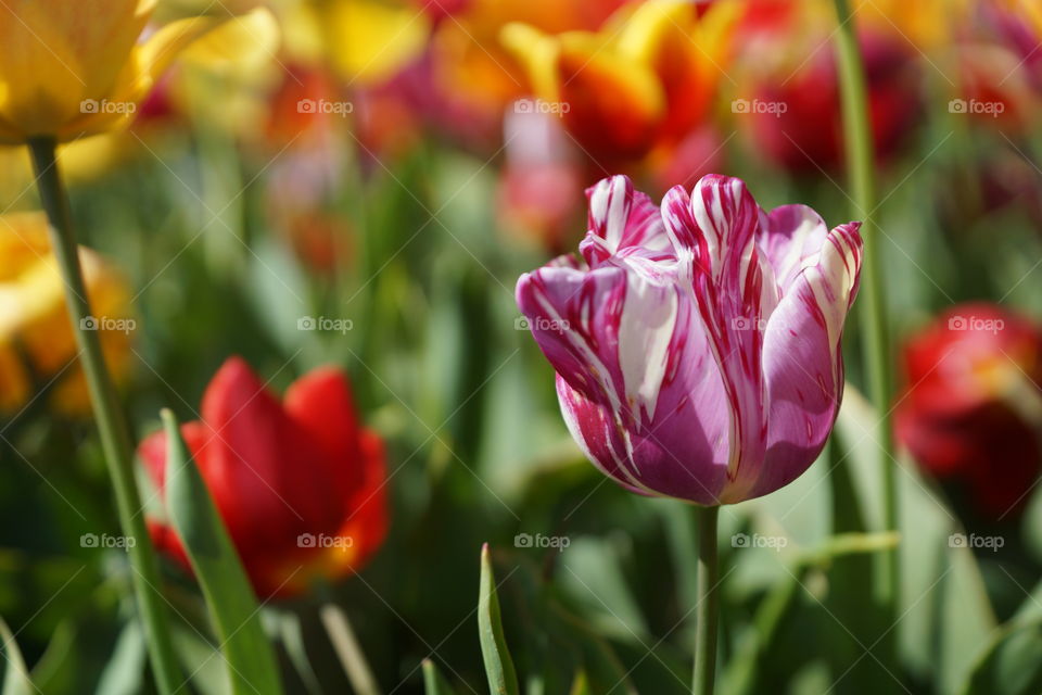 Tulips