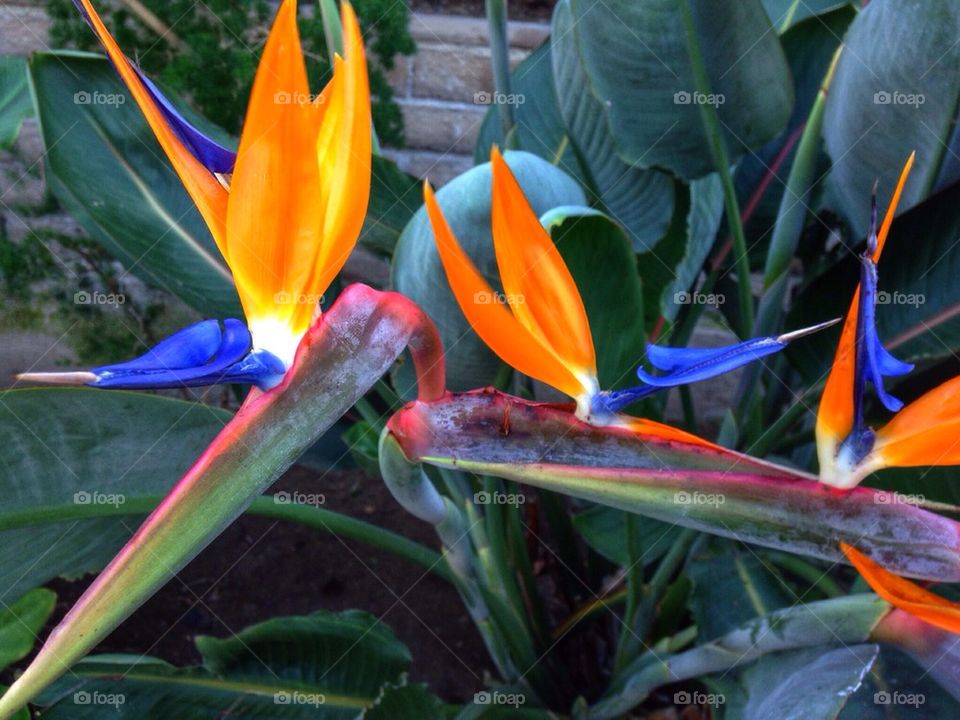 Bird of paradise 