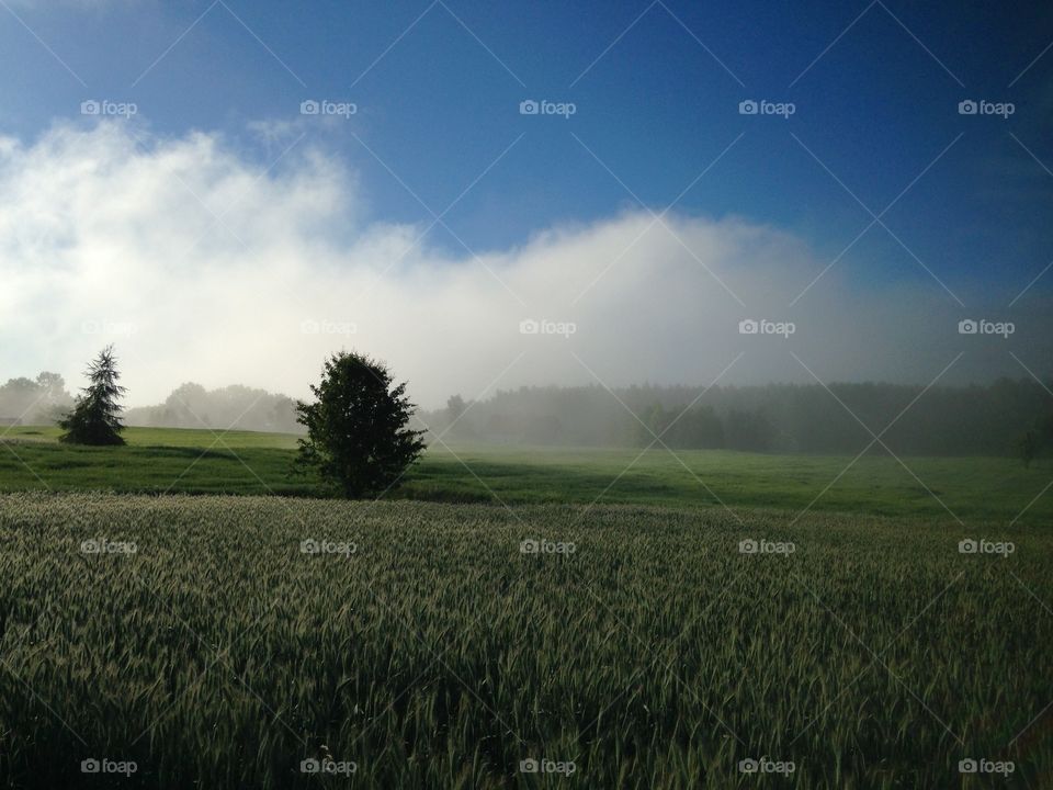 Landscape, No Person, Agriculture, Cropland, Farm