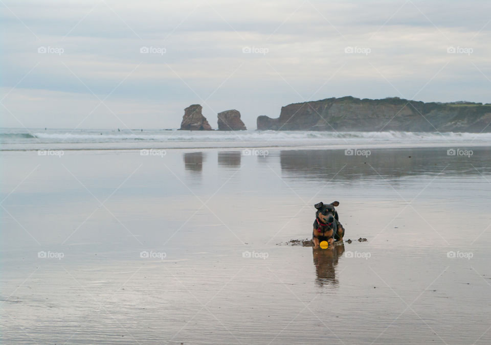 Beautiful mixed-breed dog playing with his ball on the beach in Hendaye, France