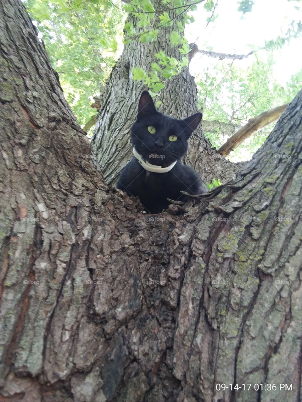 black cat in a tree