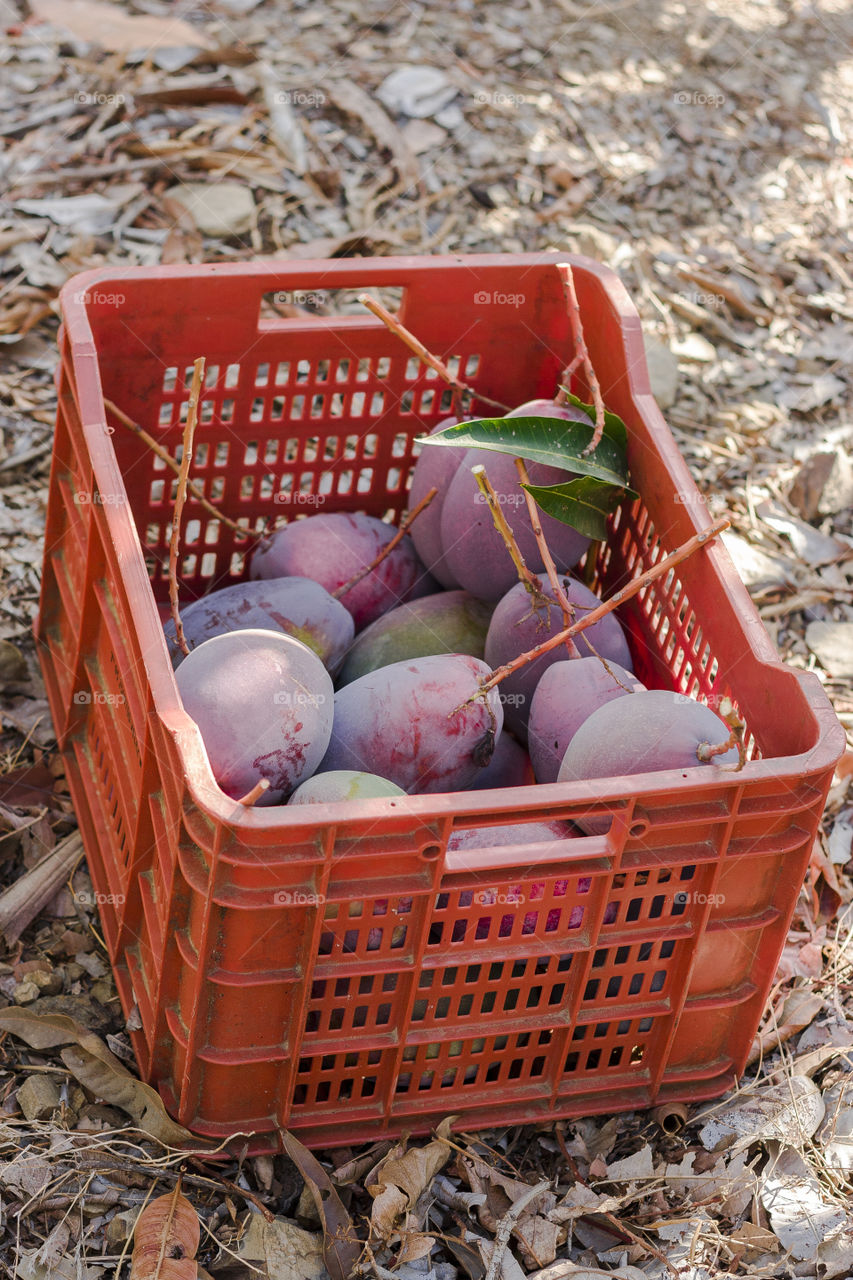 Basket, No Person, Wicker, Food, Container