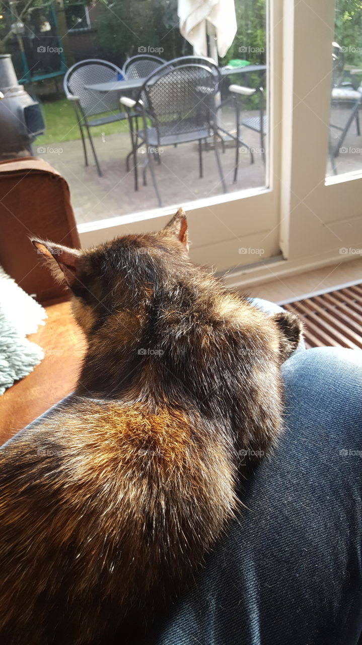 cat on lap sitting on bench by window