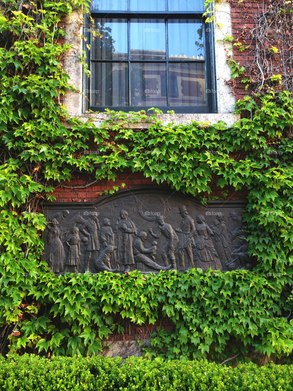 VINES AROUND WINDOW