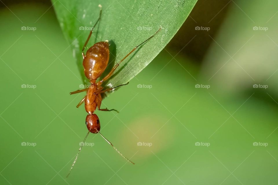 A Chestnut Carpenter Ant or Reddish Carpenter Ant (Camponotus castaneus) assesses the situation down below. 