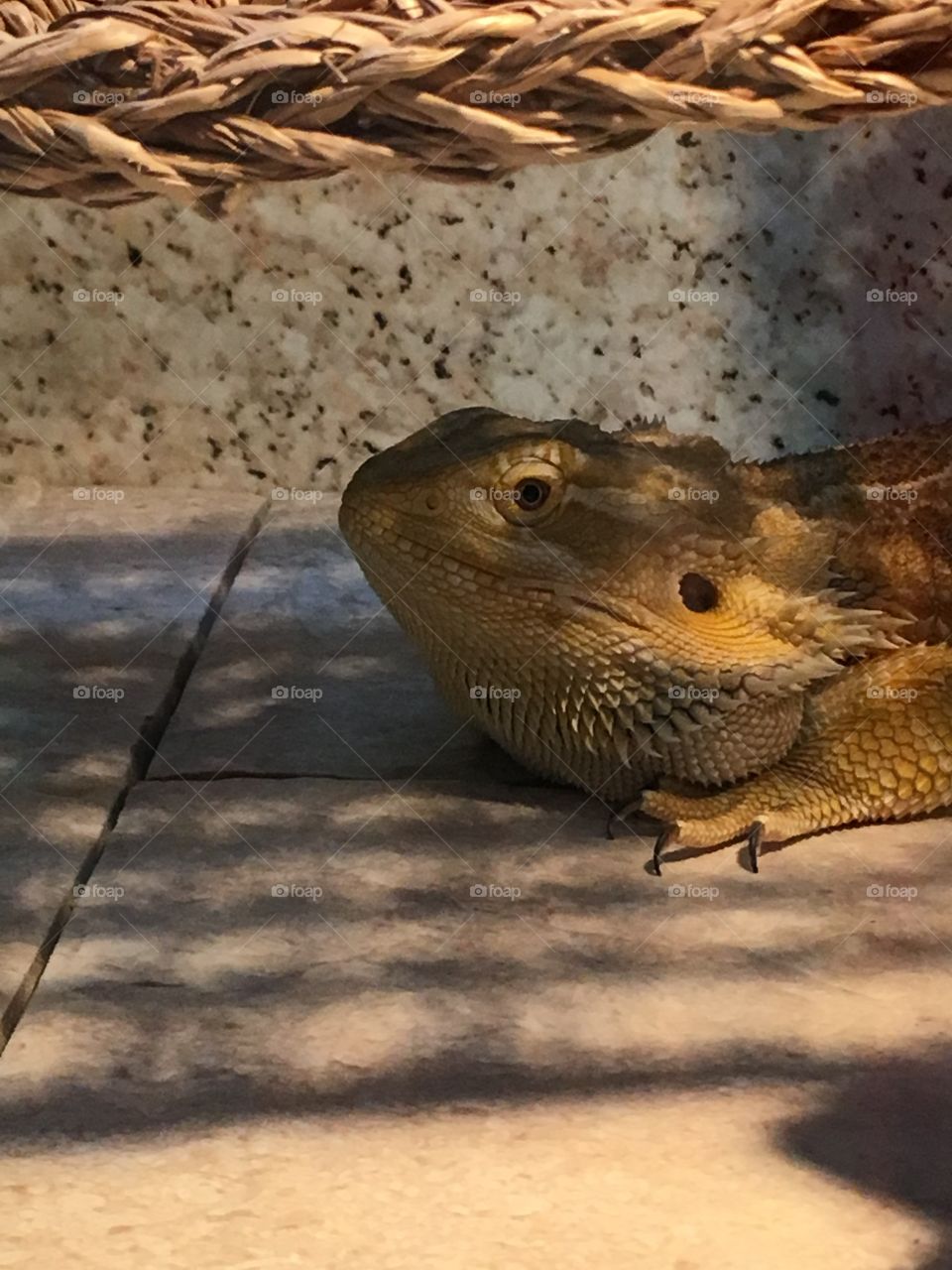  Pet reptile male bearded dragon