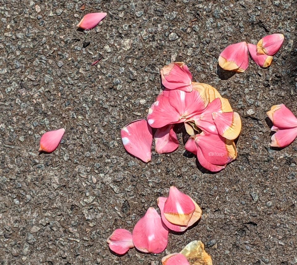 bright pink flower petals scattered on the ground - some petals are yellowing and crumpling along the edges