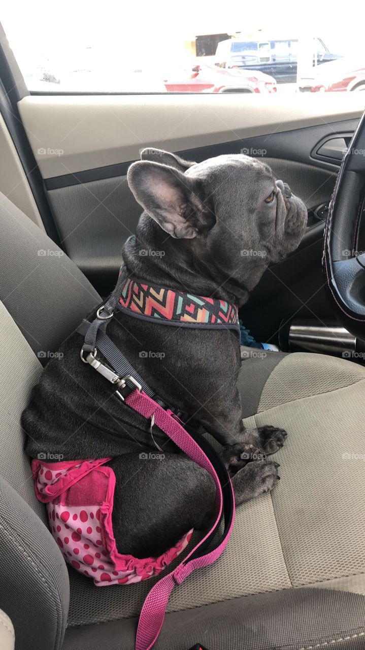Szundi ready to drive. She wants to go to the dog park. 