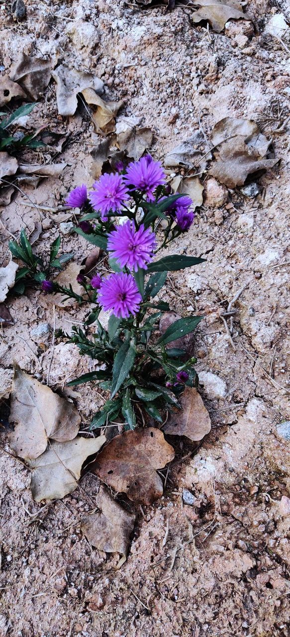 Flowers amidst rocks and sand