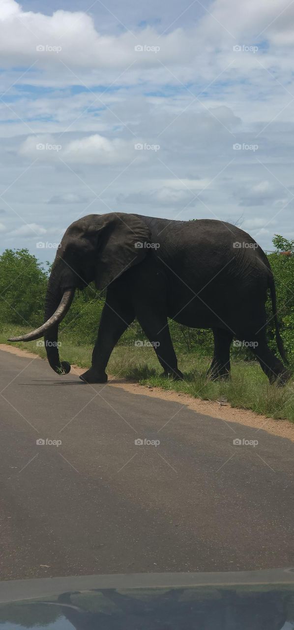 Huge Elephant