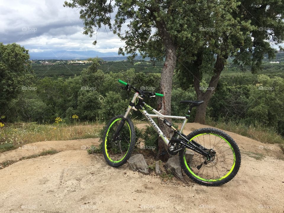 Bike and Tree