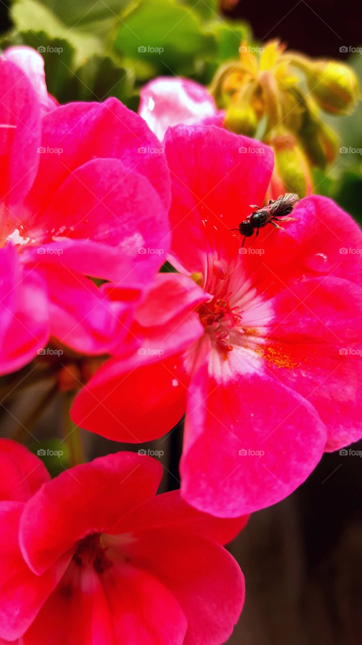 flying insect stops for a drink after spreading pollen