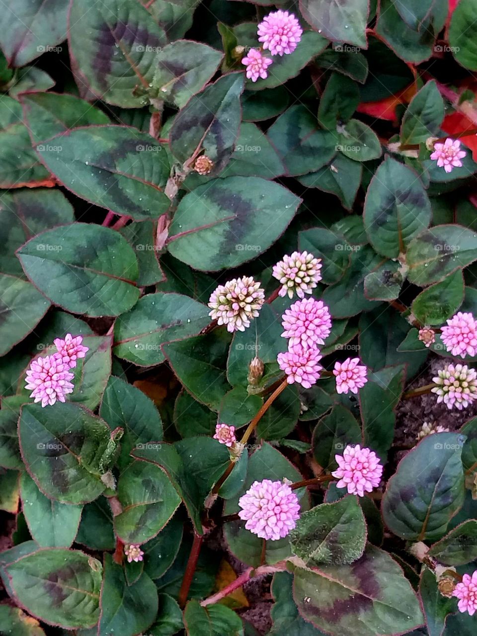 Persicaria capitata