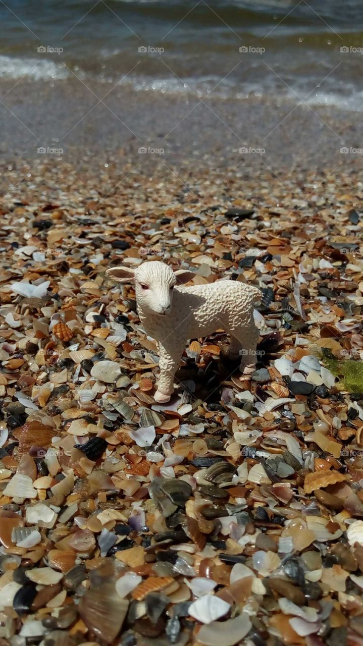 Little sheep at seaside