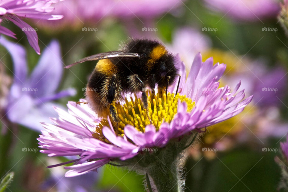 nature flower macro bee by olijohnson