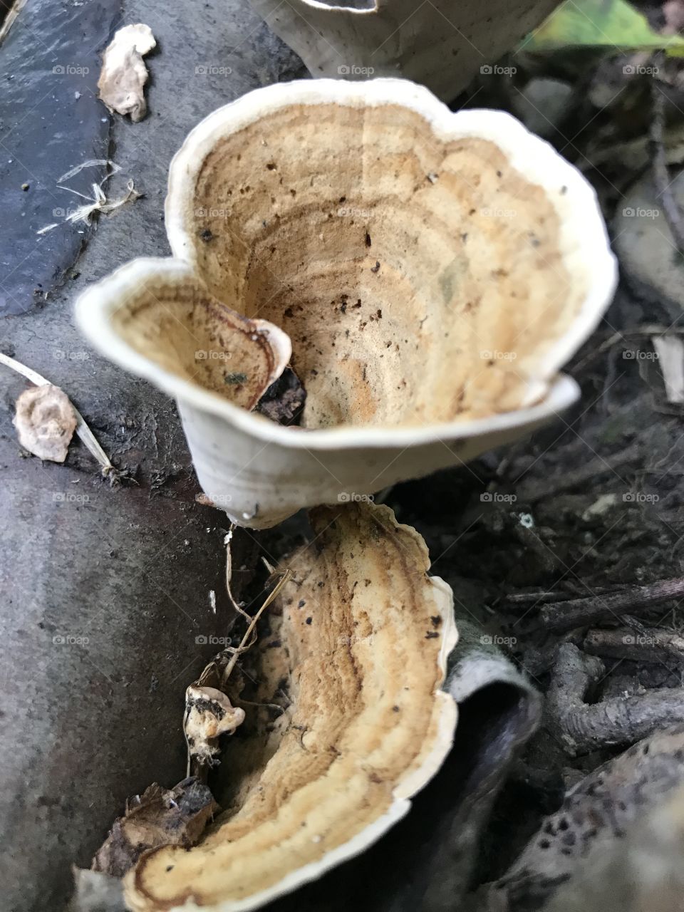 Cone shaped fungus. 