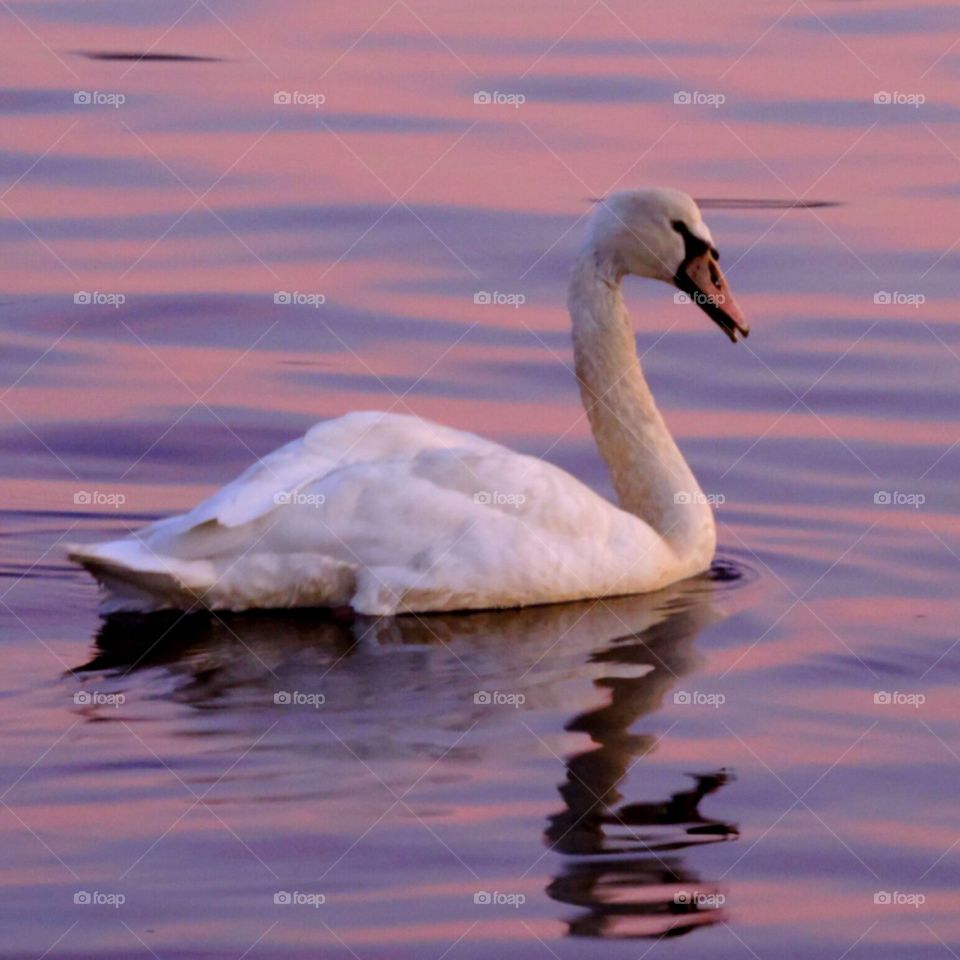 Swan Sunset. Wandering along an estuary in Connecticut, I saw something marvelous.