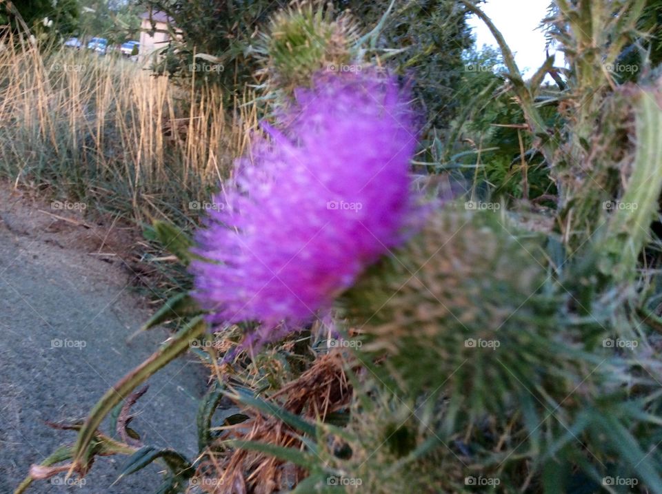 Thistle