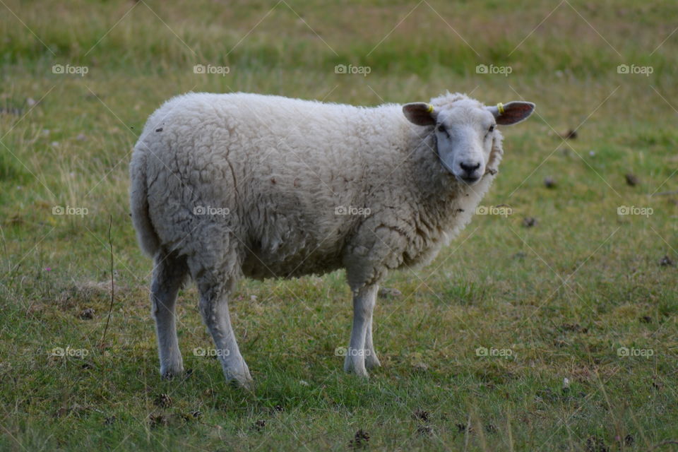 sheep