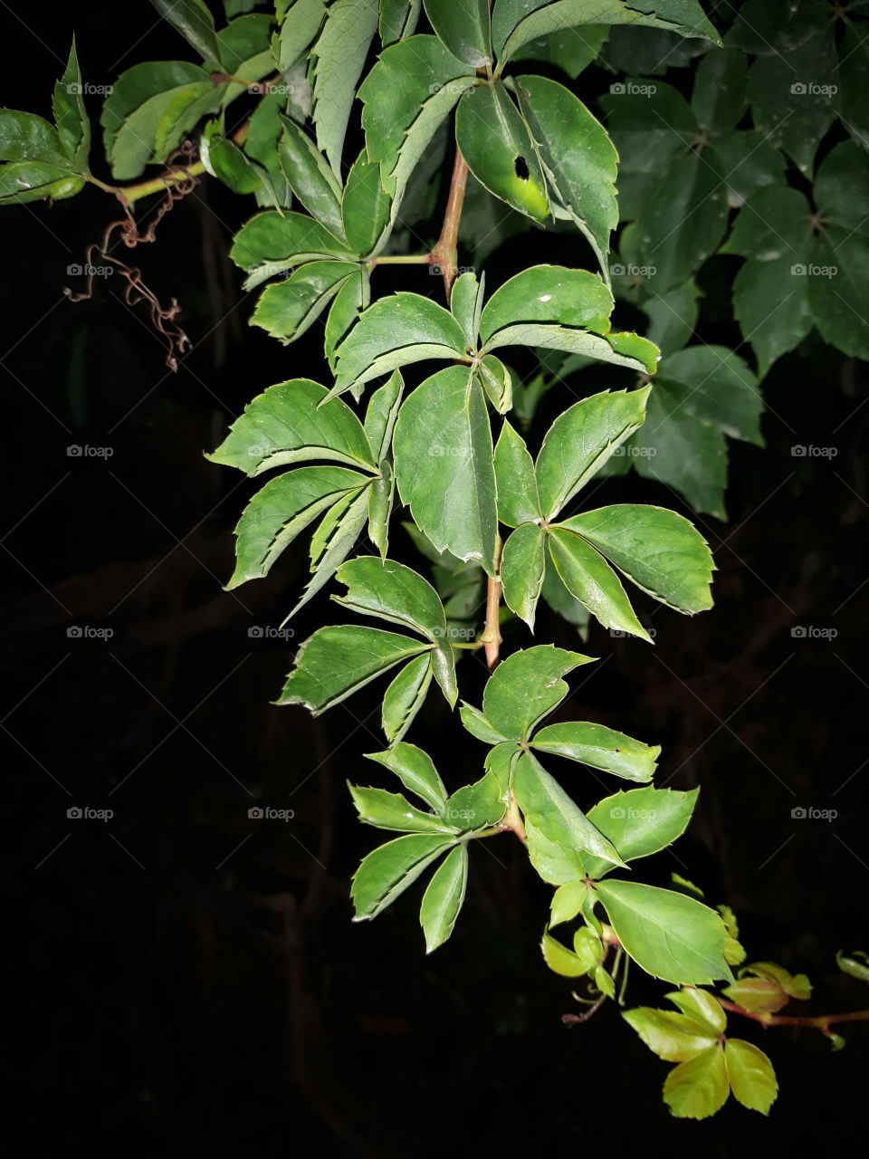 Leaves in the night.