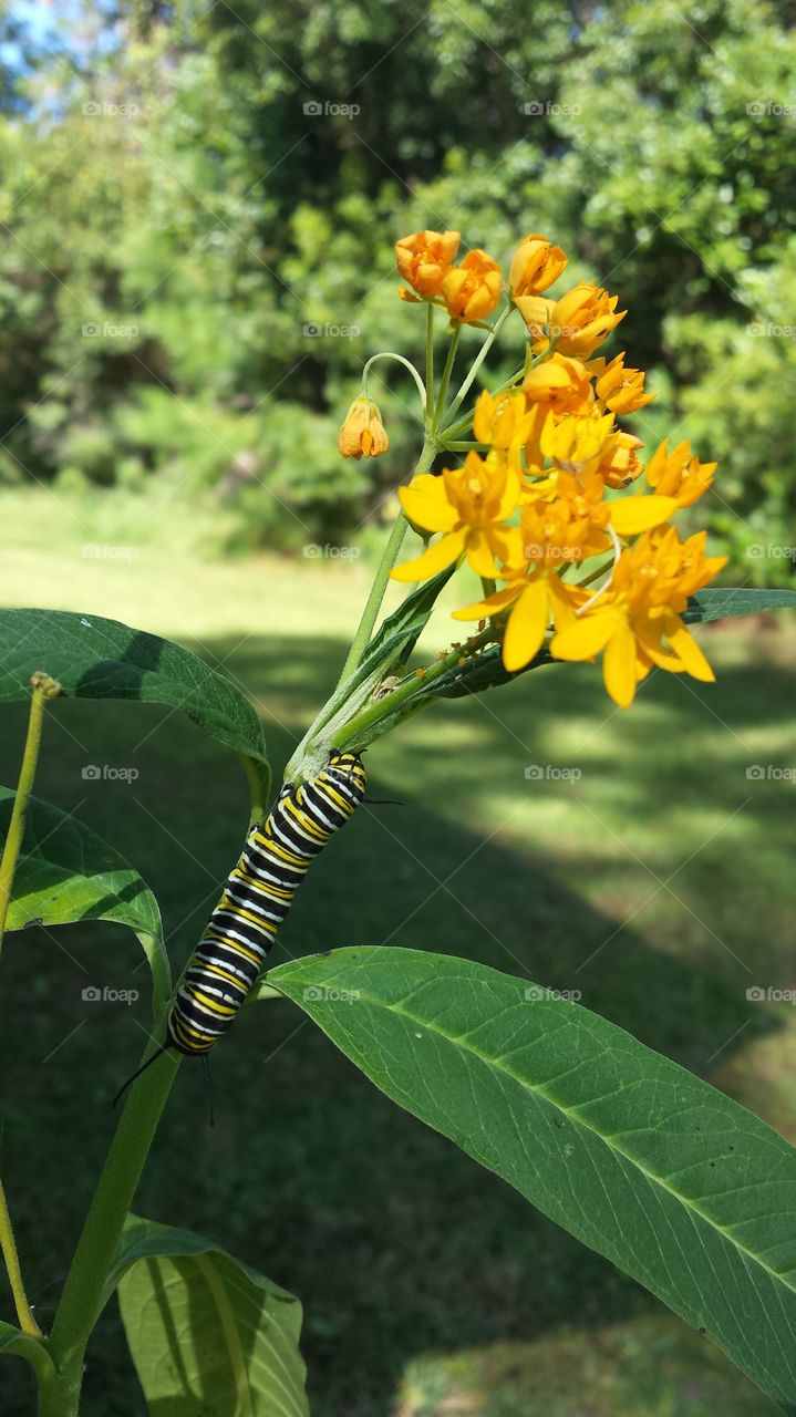 Caterpillar on a Mexican Milkweed