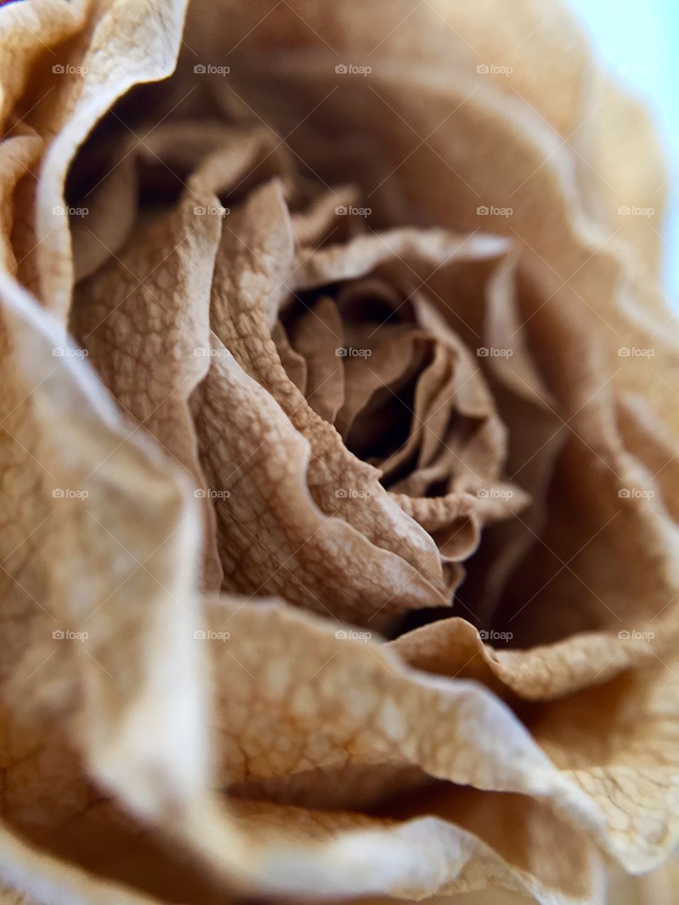 Close-up of dry rose