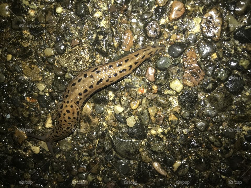 Slug hanging out on the pavement 
