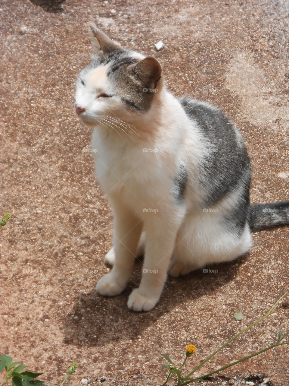 Cat Looking Away