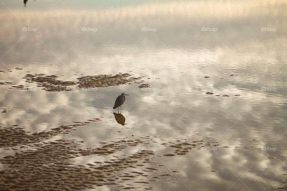 Bird at low tide 