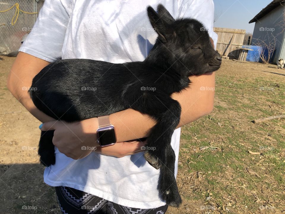 Baby Pygmy goat