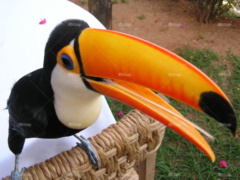 Elevated view of toucan