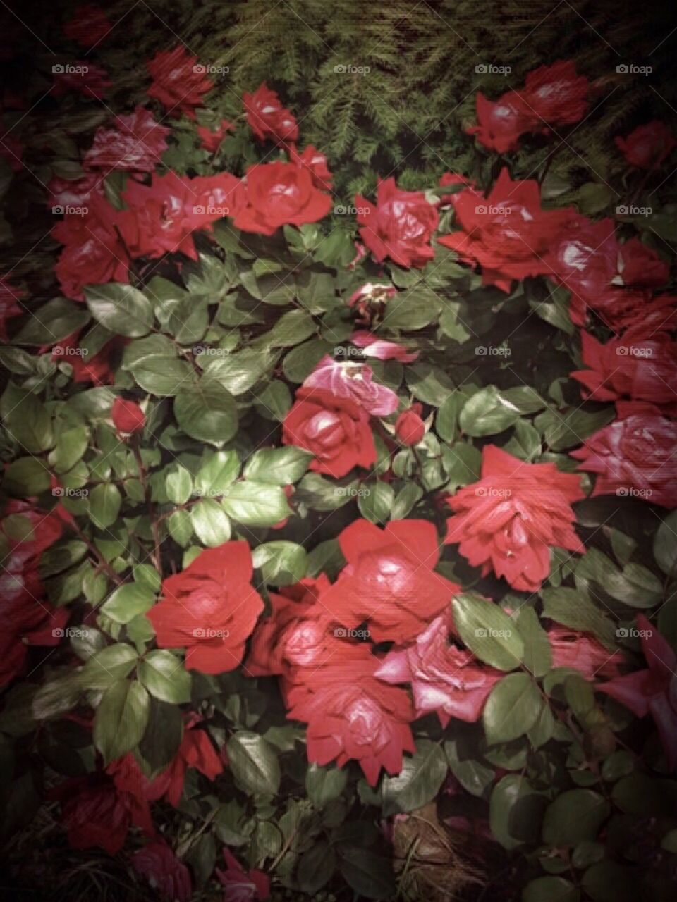 Nature/Landscape, Rose Flowers -Central Park, Manhattan, New York City, Instagram,@PennyPeronto