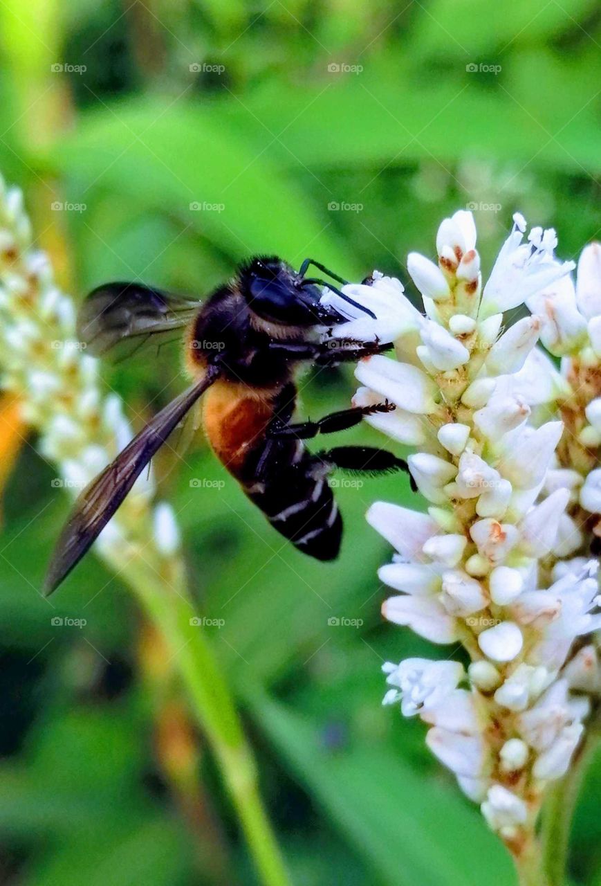 A beautiful Honey Bee