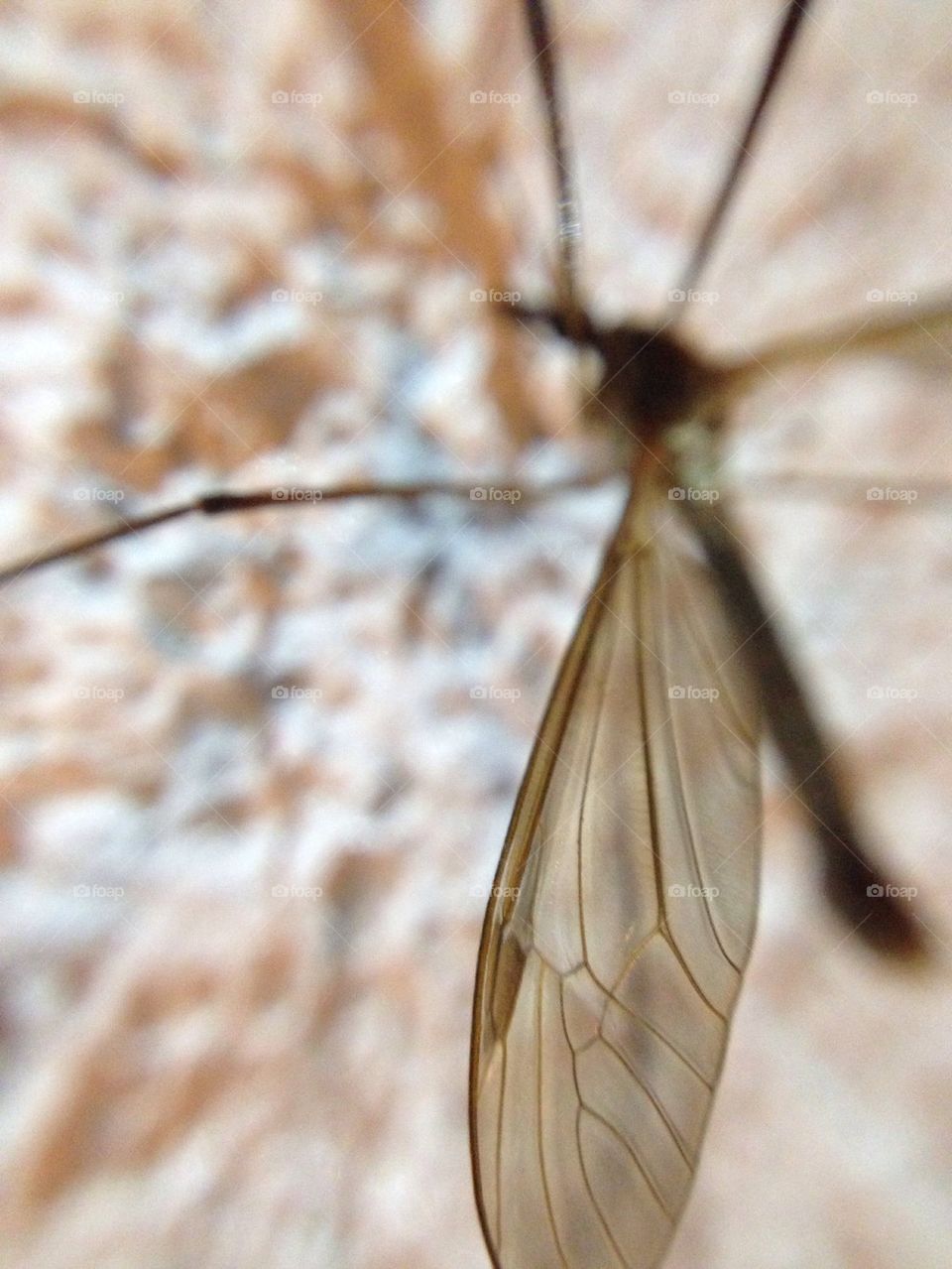 Mosquito 