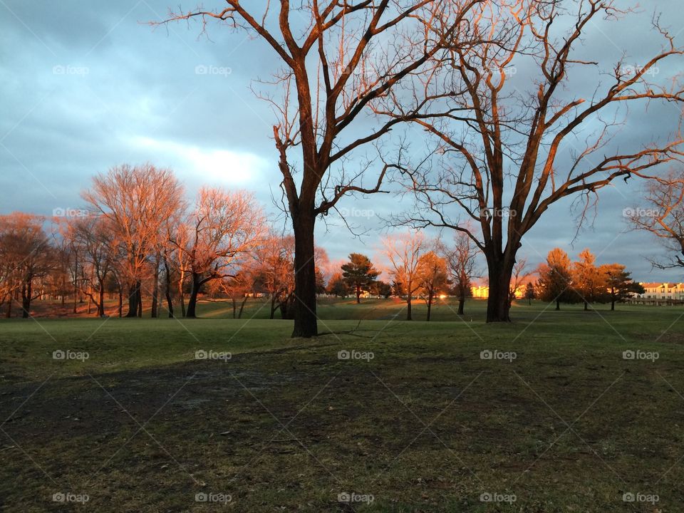 Sunset reflecting upon trees