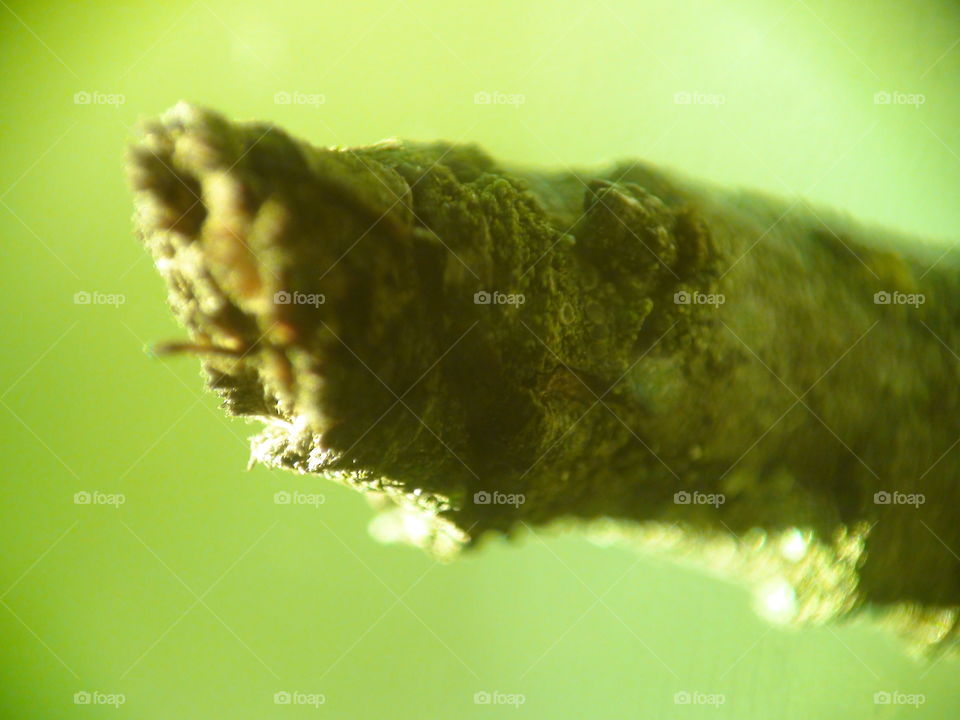 Tree Limb Macro Closeup