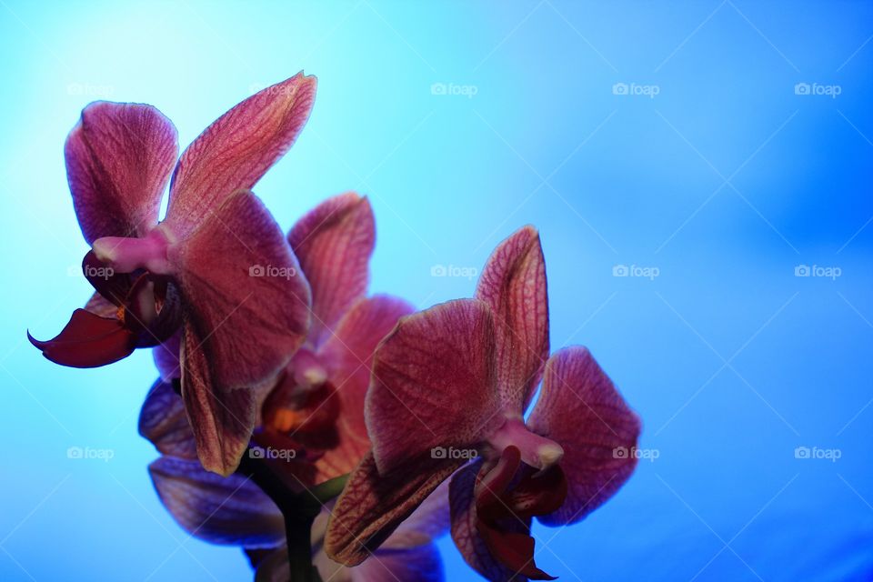 phalaenopsis