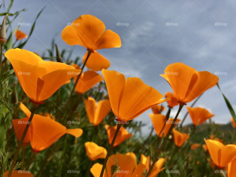 Poppy field