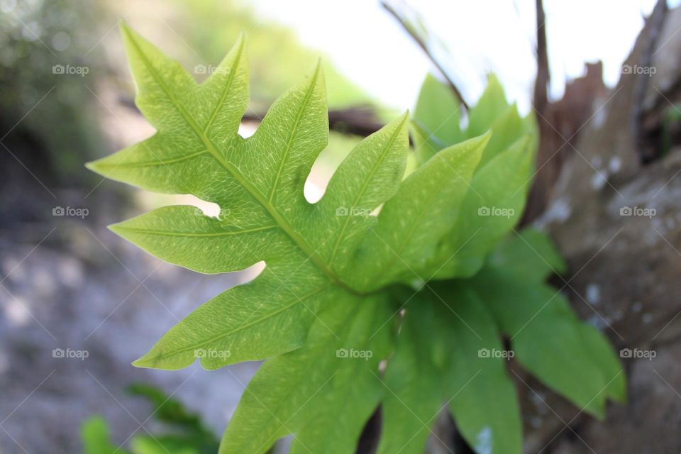 Fern growing off a tree in the magical forest 