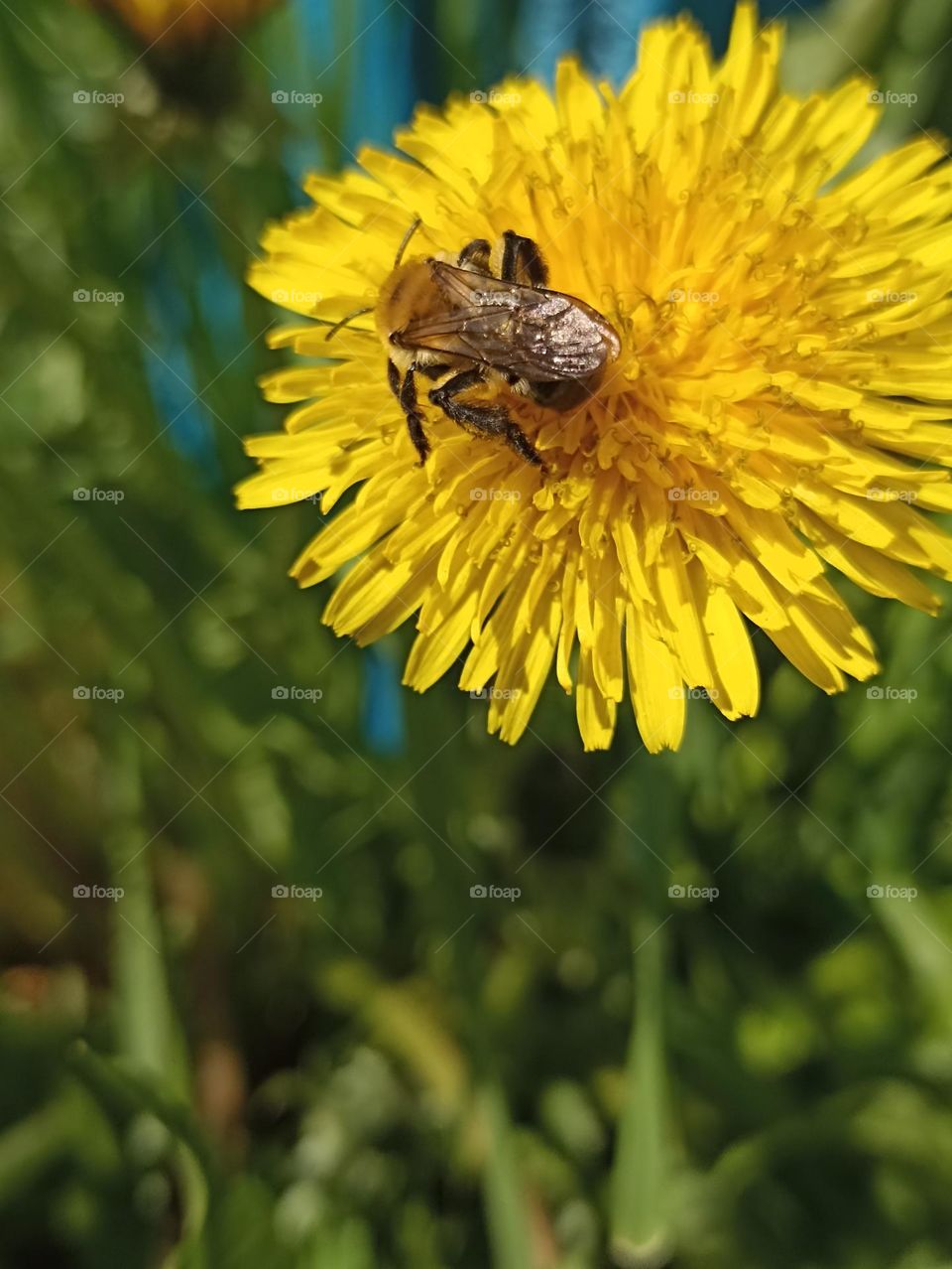 The bee collects nectar