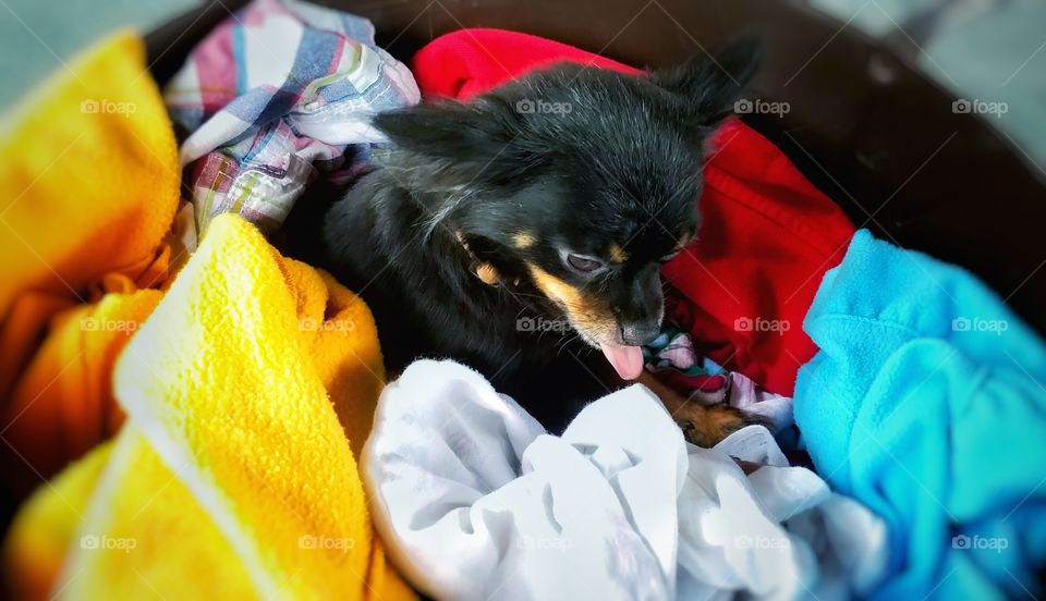 I guess the laundry did not taste well? Caught her with her tongue out! Chi
