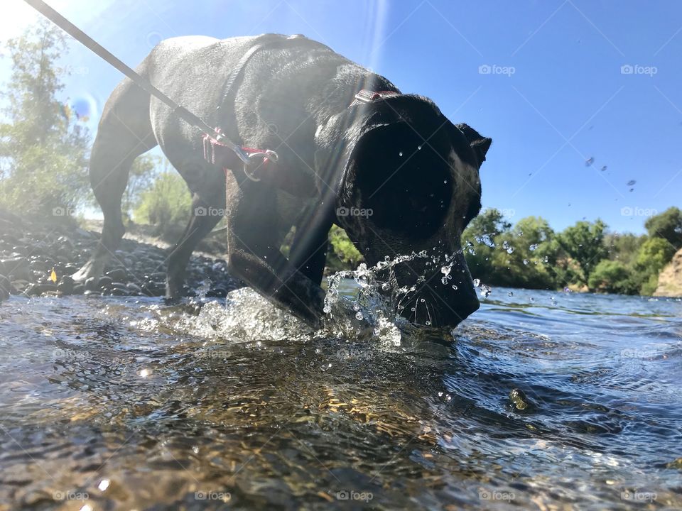 Sammy splashing in the water to cool off